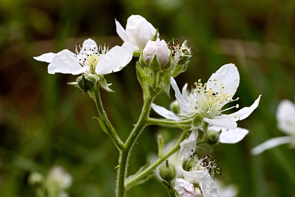 ardennen belgie natuur natuurgebied bos bossen eifel gebergte wandelen fietsen kanoen kasteel hdr hdr